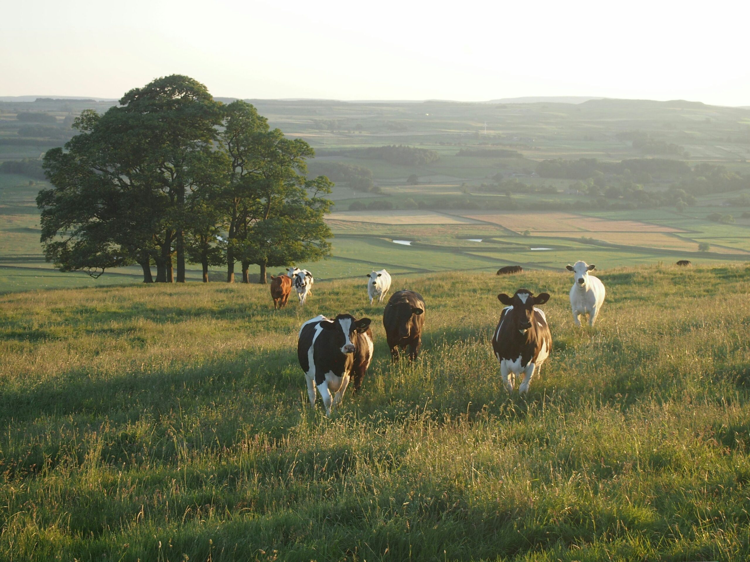 Cows in a field