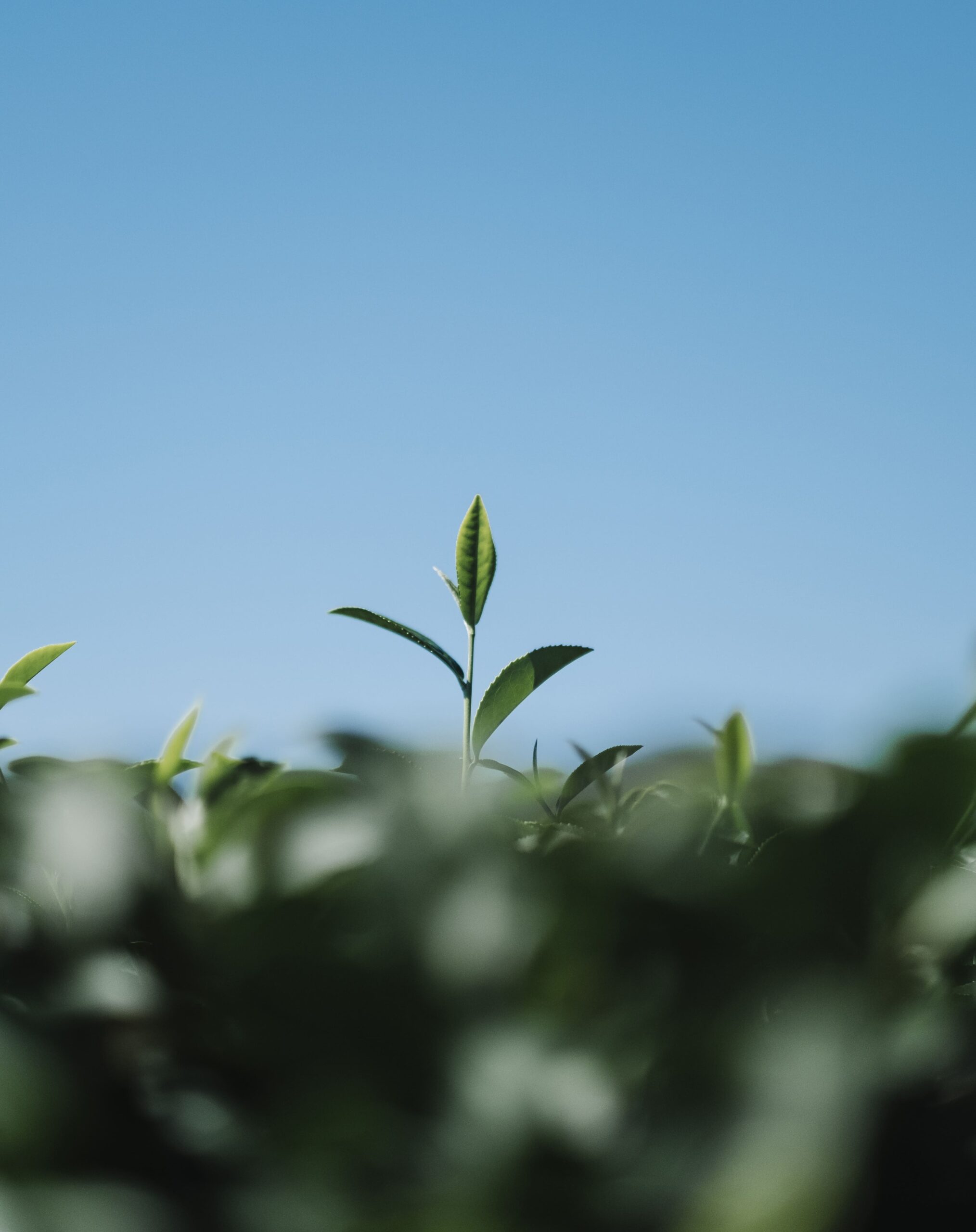 tea leaf in field